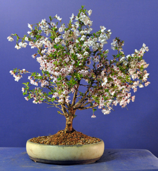 Obr�zok (1)